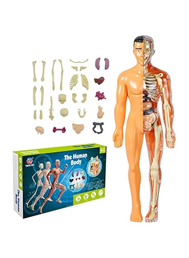 Kids Anatomy Toys Interactive Human Body Model, 11.22 Inch DIY Assembled Human Torso Organ Model for Kids Children Learning Science Anatomy, Ages 6+ (Translucent) - Image 1