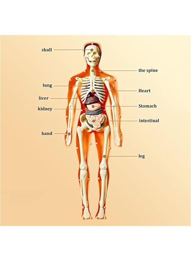 Kids Anatomy Toys Interactive Human Body Model, 11.22 Inch DIY Assembled Human Torso Organ Model for Kids Children Learning Science Anatomy, Ages 6+ (Translucent) - Image 3