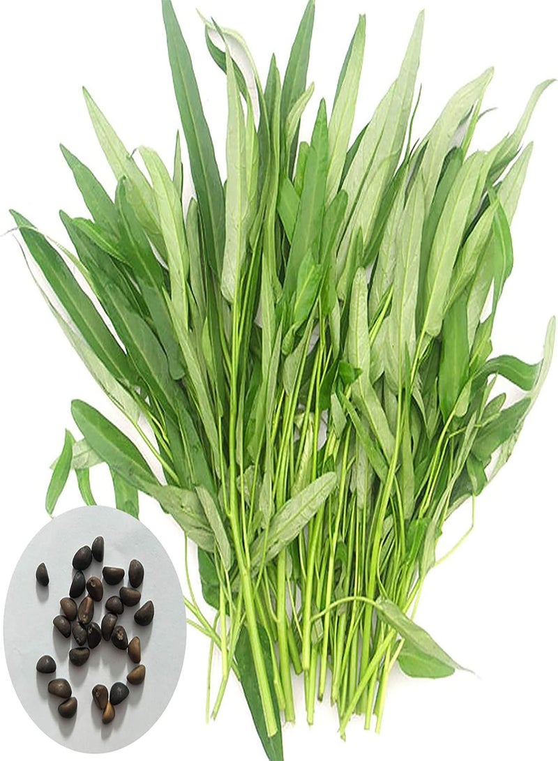 GGOOT 500Pcs/Bag Water Spinach Seeds Plant in Spring Humidity Prefer Nutritious Natural Water Spinach Seeds for Home - Water Spinach Seeds - Image 1