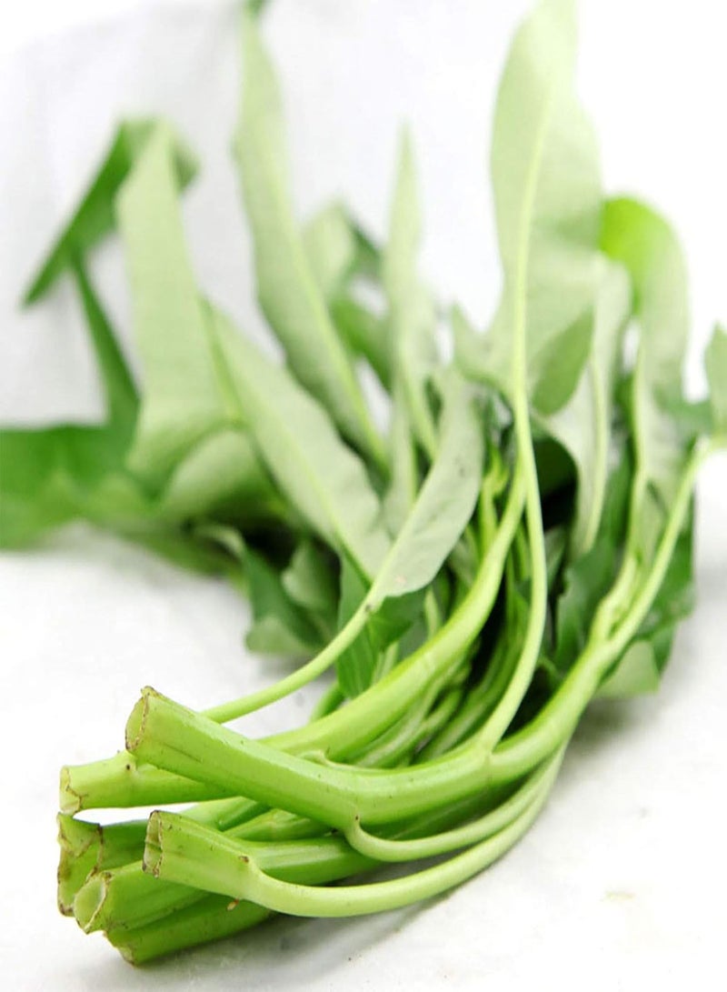 GGOOT 500Pcs/Bag Water Spinach Seeds Plant in Spring Humidity Prefer Nutritious Natural Water Spinach Seeds for Home - Water Spinach Seeds - Image 2