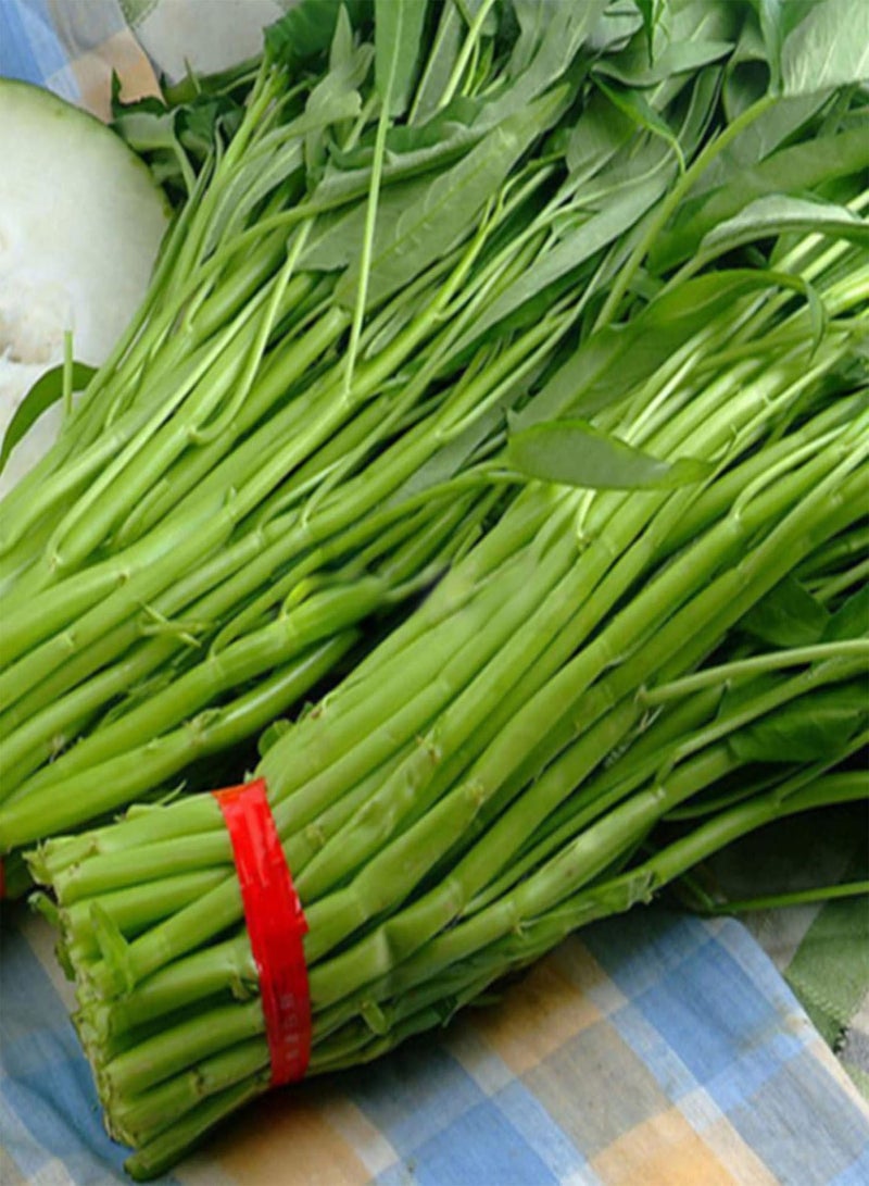 GGOOT 500Pcs/Bag Water Spinach Seeds Plant in Spring Humidity Prefer Nutritious Natural Water Spinach Seeds for Home - Water Spinach Seeds - Image 3