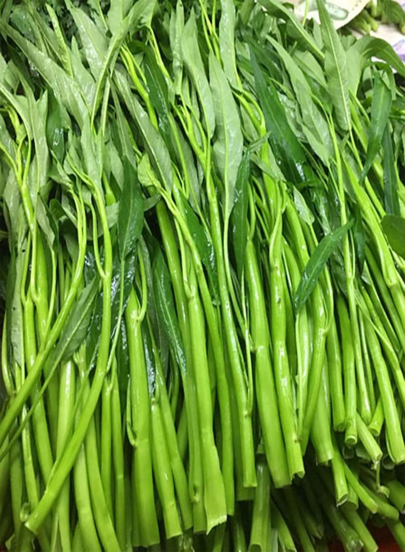 GGOOT 500Pcs/Bag Water Spinach Seeds Plant in Spring Humidity Prefer Nutritious Natural Water Spinach Seeds for Home - Water Spinach Seeds - Image 4