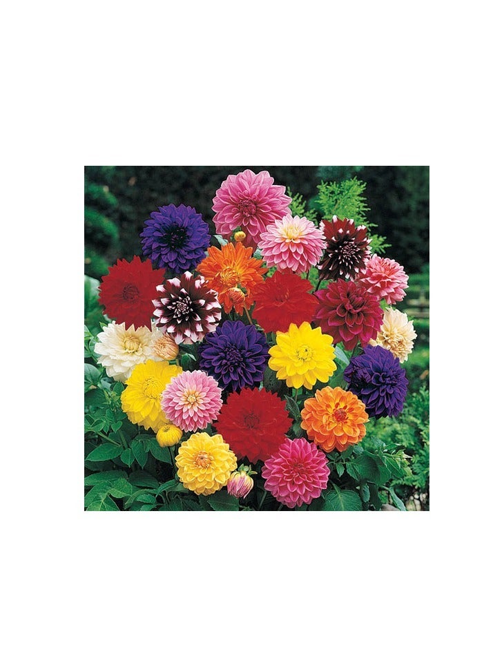 ڤسيل24 3 قطع من قطع حديقة مشعة وبذور داليا ملونة لأزهار مذهلة وعروض حديقة رائعة - Image 2
