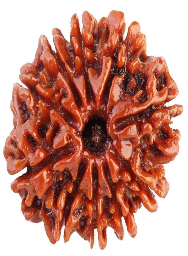 Maalavya Original Real Rudraksha Beads with Certificate (10 Mukhi)