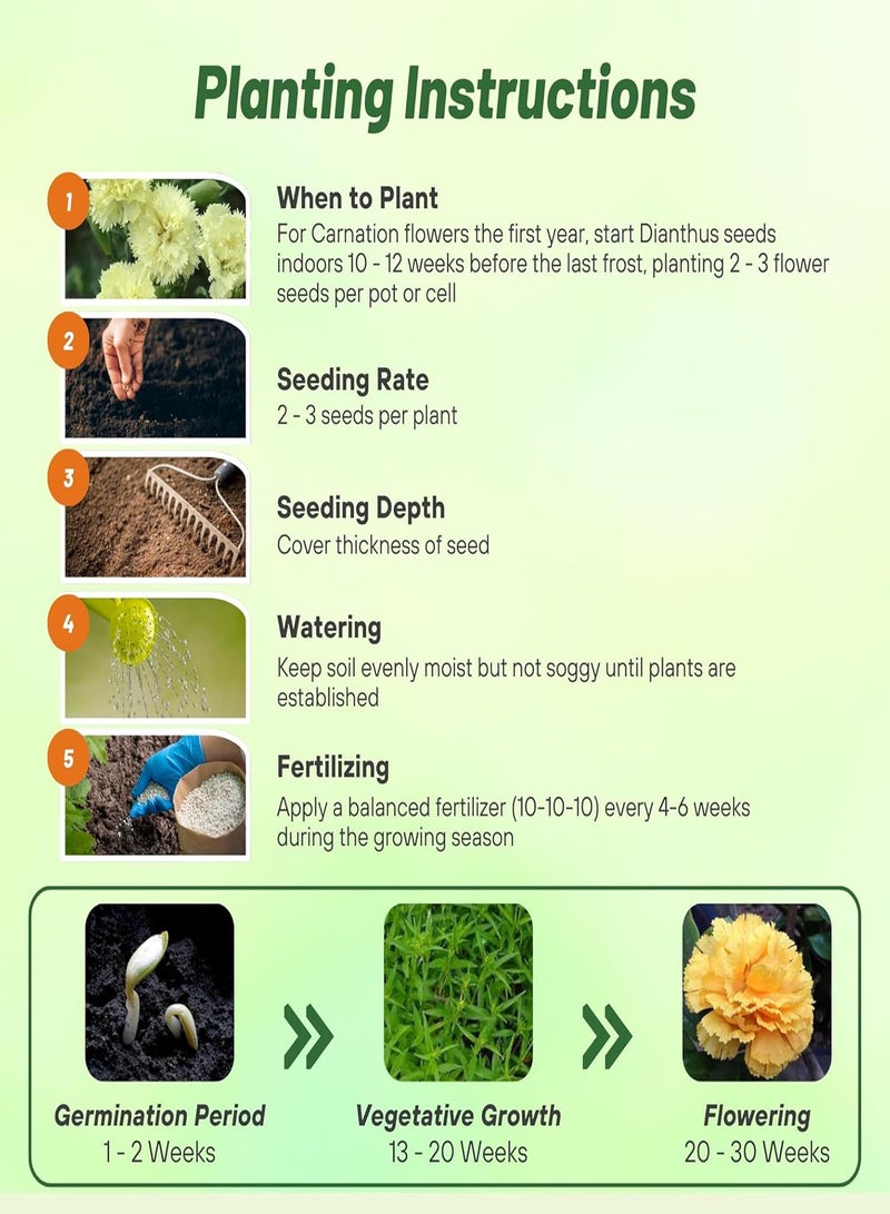 100 Seeds Perennial Dianthus Yellow Carnation Flower Seeds for Planting