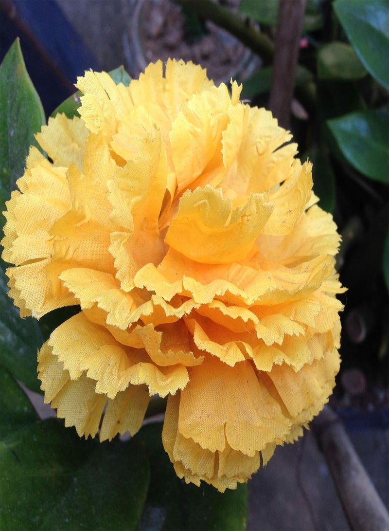 100 Seeds Perennial Dianthus Yellow Carnation Flower Seeds for Planting