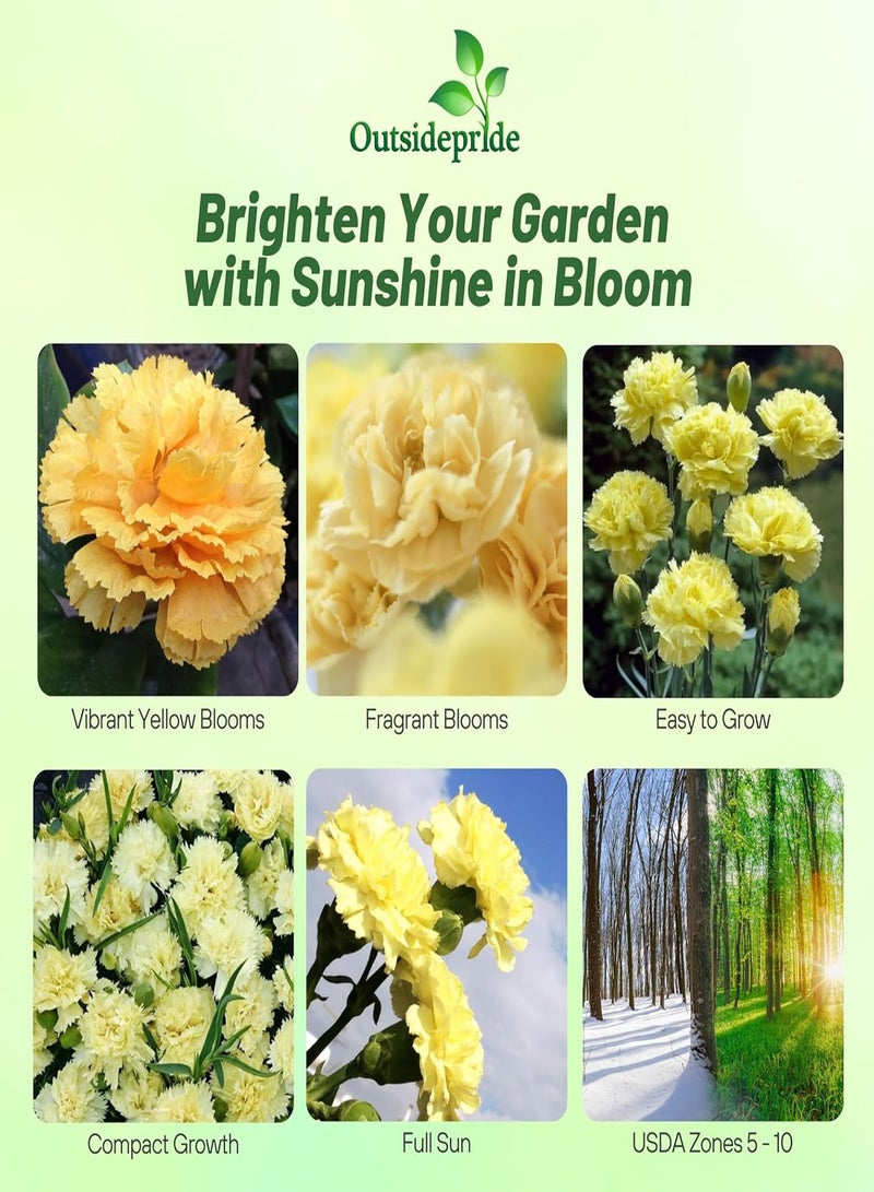 100 Seeds Perennial Dianthus Yellow Carnation Flower Seeds for Planting