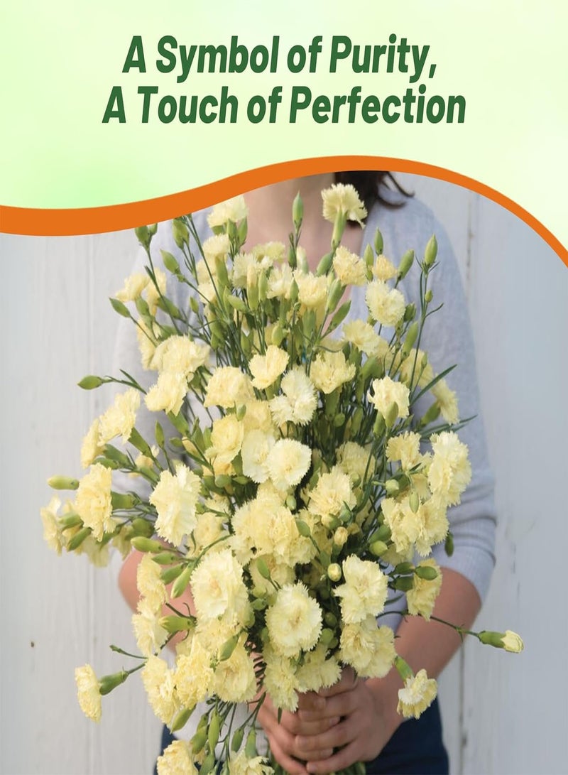 100 Seeds Perennial Dianthus Yellow Carnation Flower Seeds for Planting