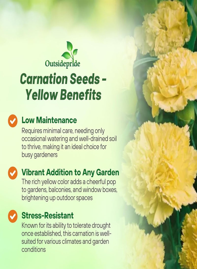 100 Seeds Perennial Dianthus Yellow Carnation Flower Seeds for Planting