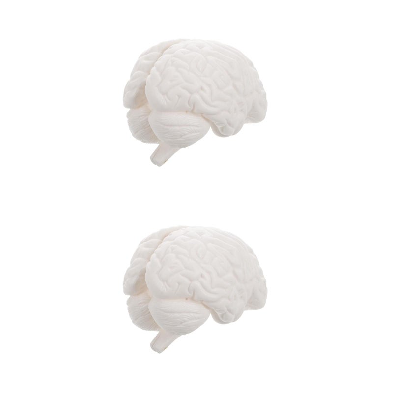 2pcs Human Brain Model: Anatomically Brain Model With Display Base For Science Education Classroom Study Display Teaching - Image 1