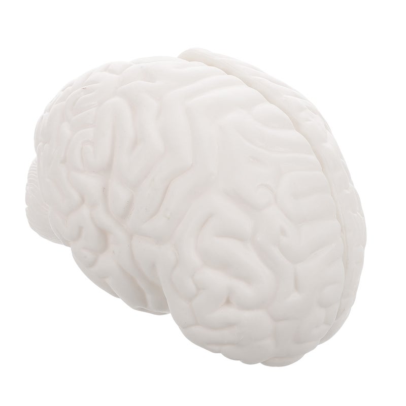 2pcs Human Brain Model: Anatomically Brain Model With Display Base For Science Education Classroom Study Display Teaching - Image 4