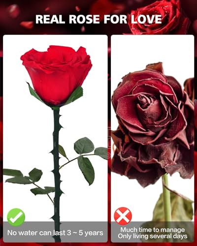 YAMPP Flowers for Delivery Prime Gifts for Women: Preserved Rose Gifts for Mom Wife Grandma Birthday Single Rose Red - Image 3