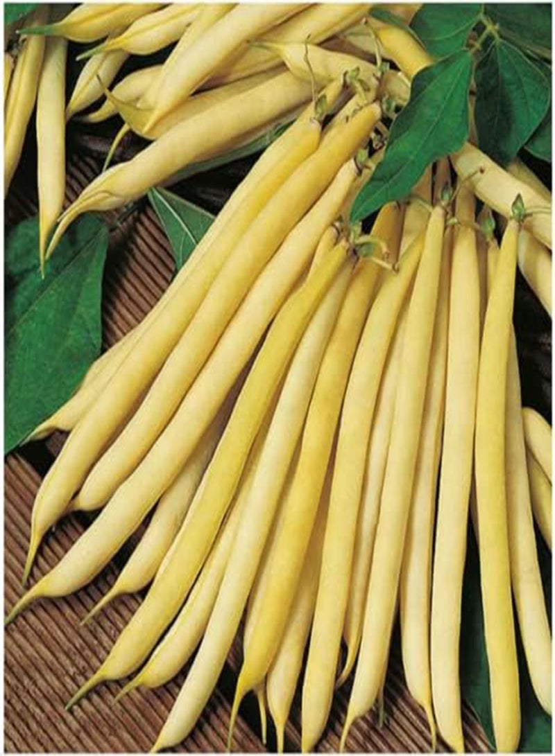 جي جوت 10 بذور من الفاصوليا الفرنسية القزمة