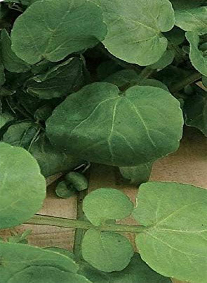 GGOOT Seeds of Vegetable Cress Watercress Aqua