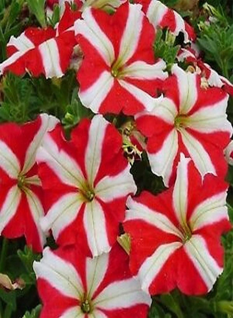 GGOOT Petunia Compacta Stellaris - Petunia Nana compacta Flower Seeds, Home Garden Planting by Heavy Torch, 200 Seeds - Image 4