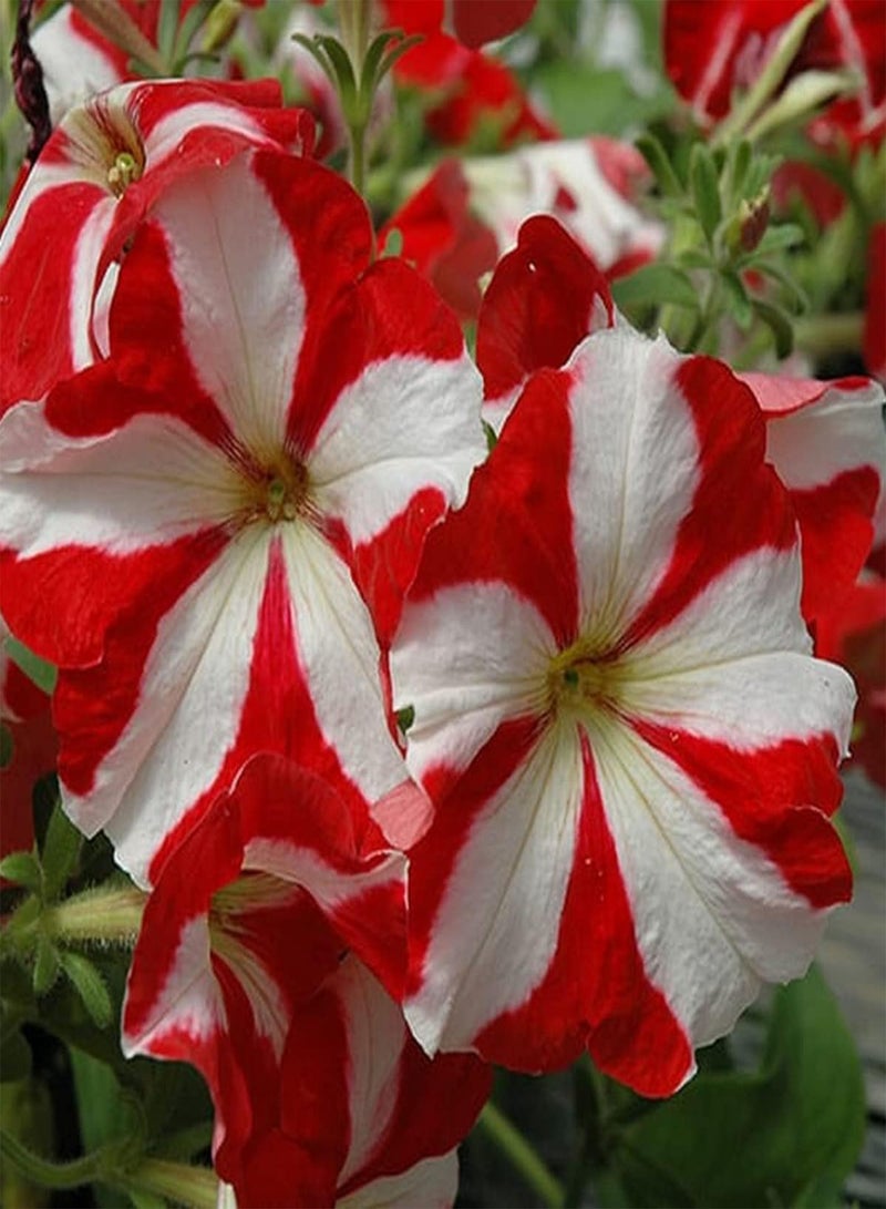 GGOOT Petunia Compacta Stellaris - Petunia Nana compacta Flower Seeds, Home Garden Planting by Heavy Torch, 200 Seeds - Image 2