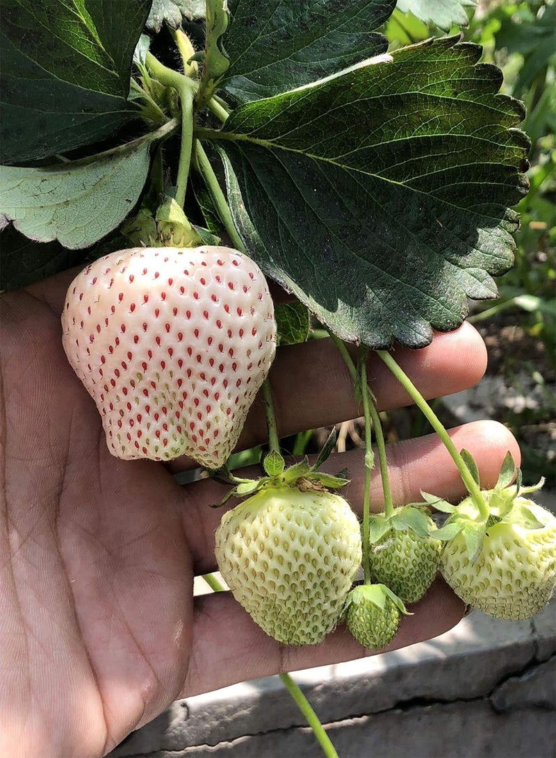 GGOOT 300pcs Strawberry Seeds Fruit Climbing Plants - Image 5
