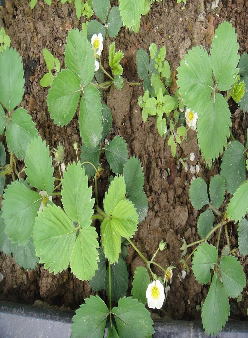 GGOOT 300pcs Strawberry Seeds Fruit Climbing Plants - Image 4