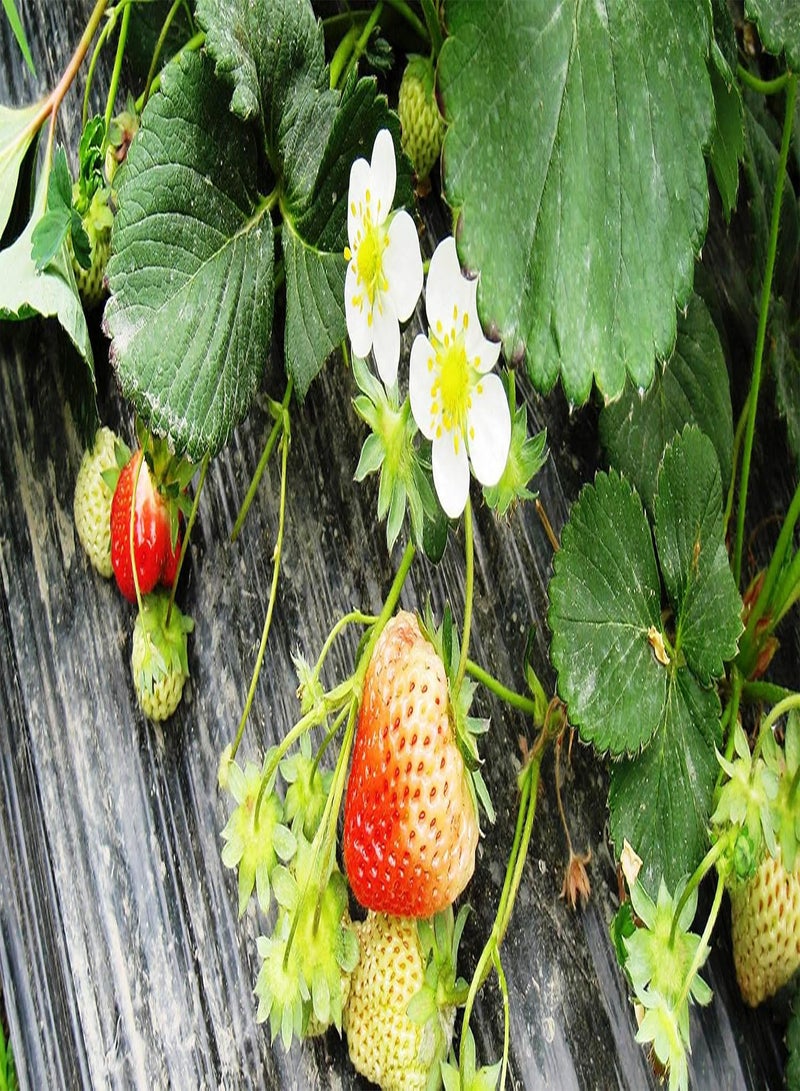 GGOOT 300pcs Strawberry Seeds Fruit Climbing Plants - Image 3