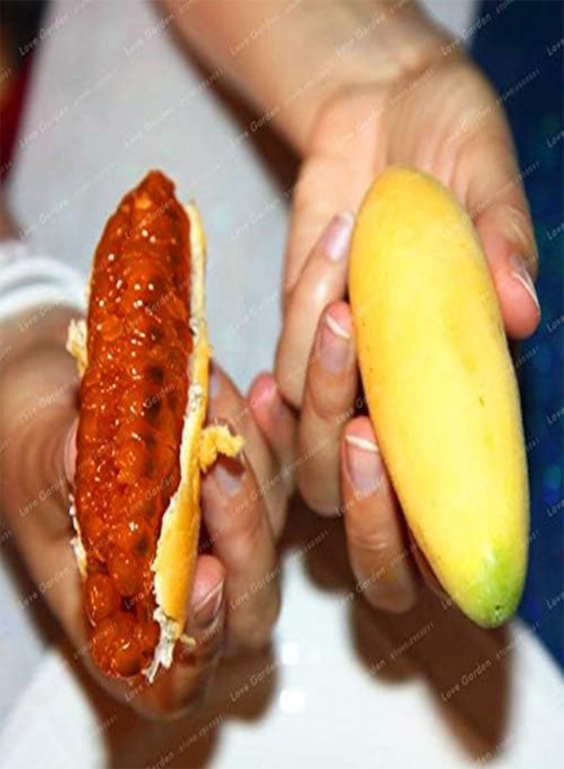 GGOOT Passiflora Banana Passion Fruit Seed Pink Flower Tropical Garden Passiflora Family Garden Indoor Seed Flower Plant 50pcs - (Color: 1) - Image 3