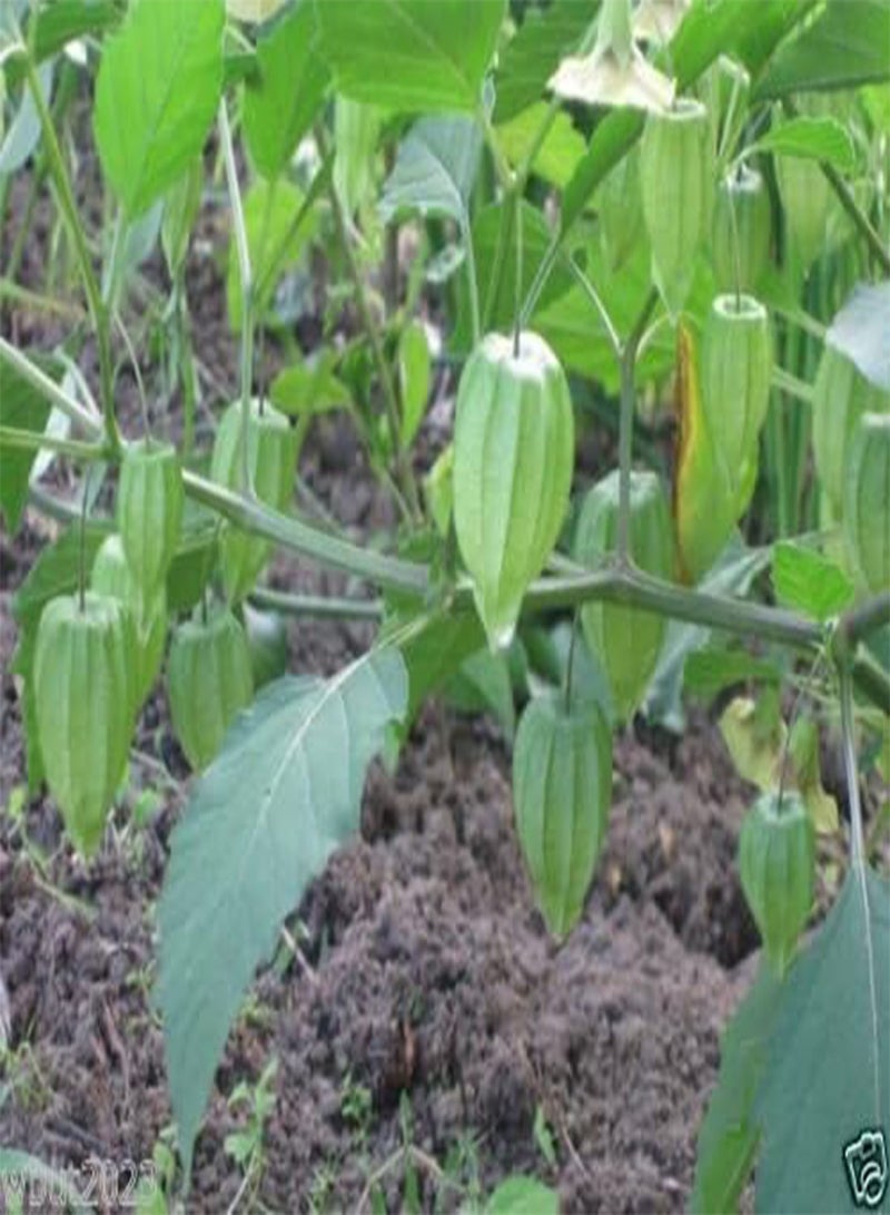 جي جوت توت بوها العملاق، عنب الثعلب، 500 بذرة ()، كرز أرضي - Image 5