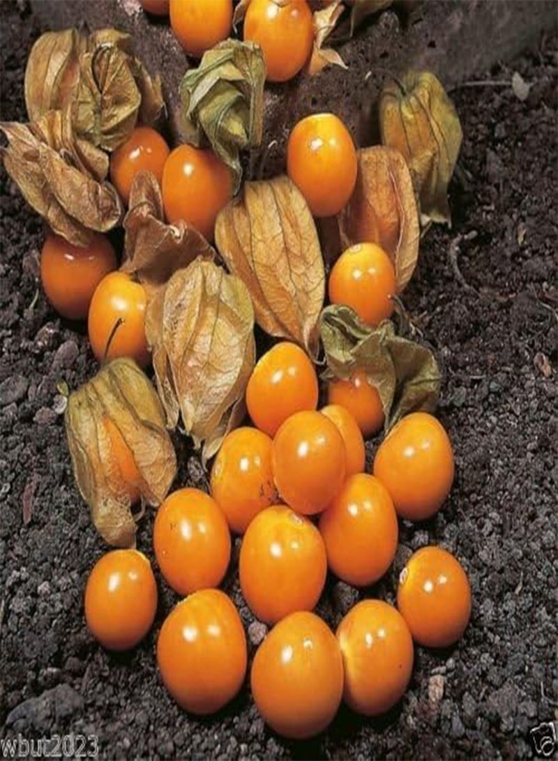 جي جوت توت بوها العملاق، عنب الثعلب، 500 بذرة ()، كرز أرضي - Image 3