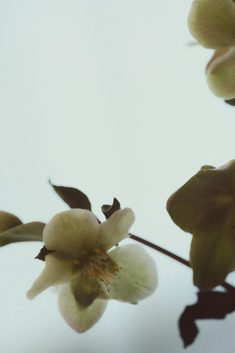 اتش اند ام مزهرية من الستانليس ستيل