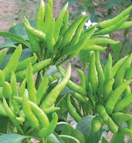 Gachwala Hybrid Chilli Pepper Seed/Hot Bengali Surajmukhi 100+ Seeds - Image 1