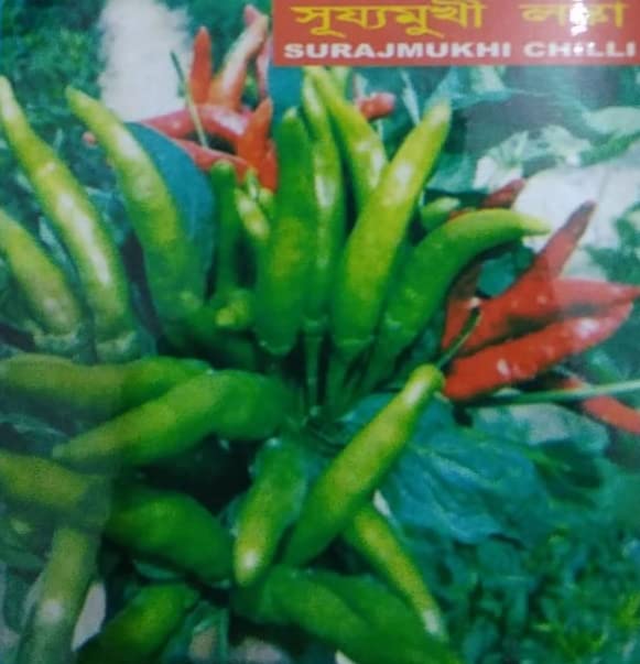 Gachwala Hybrid Chilli Pepper Seed/Hot Bengali Surajmukhi 100+ Seeds - Image 2