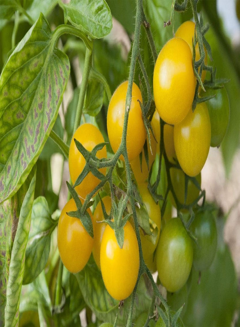 GGOOT Organic - Tomato - Golden Queen - 15 Seeds - Solanum lycopersicum - Image 5