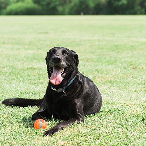 Chuckit! Dog Tennis Ball Dog Toy, Small (2 Inch Diameter) for dogs 0-20 lbs, Shrink Wrap Pack of 2 - Image 2