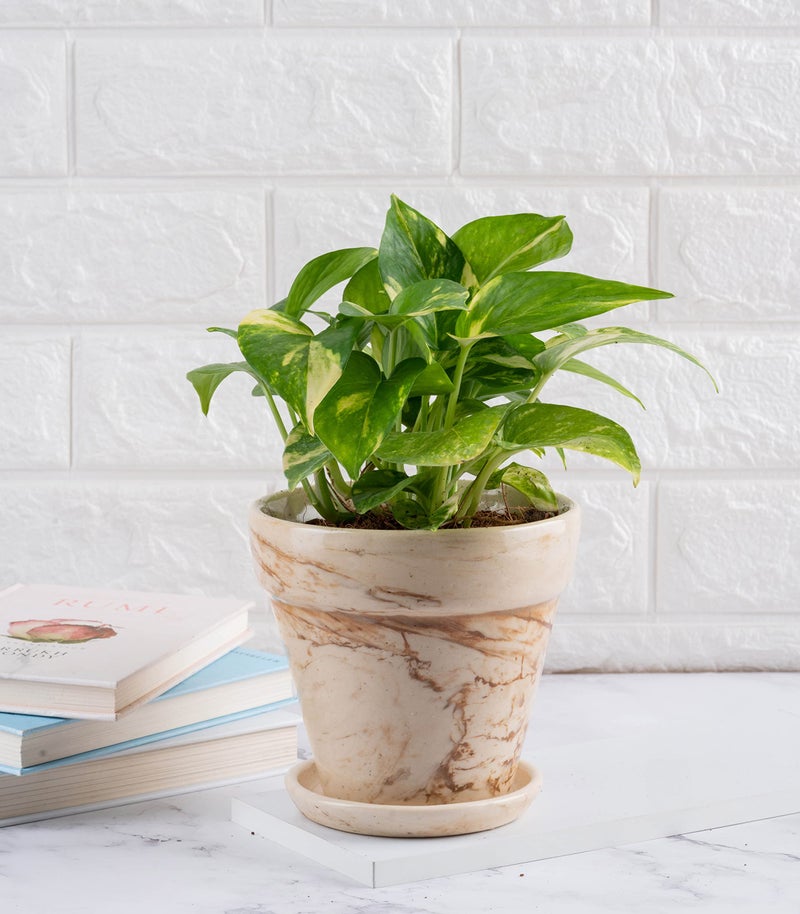 Nurturing Green® Brown 'Mystique' Ceramic Pot for Home & Indoor Decor (Size: 5.4 Inch Wide) | Comes with Bottom Tray (Plants Not Included) - Image 3