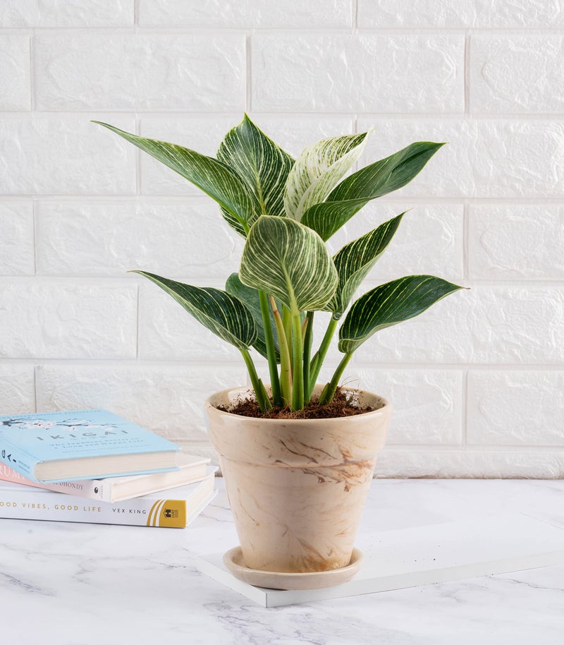 Nurturing Green® Brown 'Mystique' Ceramic Pot for Home & Indoor Decor (Size: 5.4 Inch Wide) | Comes with Bottom Tray (Plants Not Included) - Image 4