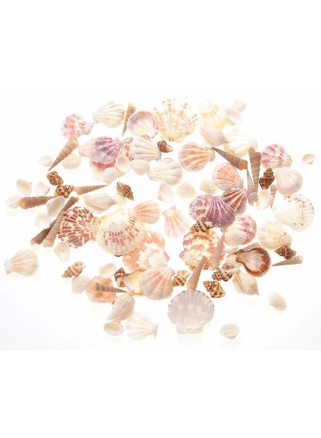 PowerTRC Mixed Beach Sea Shells for Ocean Theme Parties and Weddings Decoration | Vase, Fountain & Fish Tank Filler Various Sizes 1”-2.5” | Approx.100 Sea Shells - Image 1