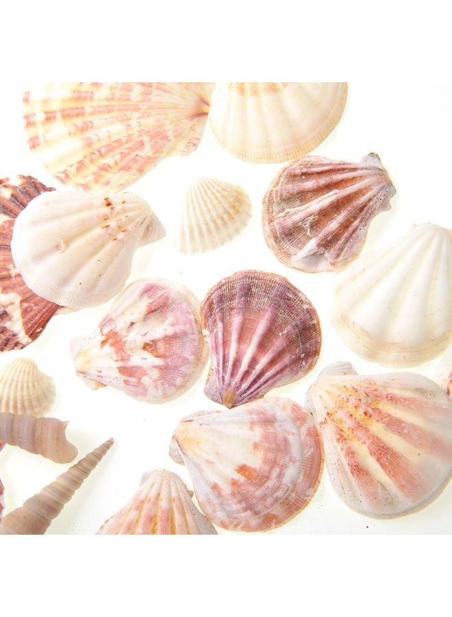 PowerTRC Mixed Beach Sea Shells for Ocean Theme Parties and Weddings Decoration | Vase, Fountain & Fish Tank Filler Various Sizes 1”-2.5” | Approx.100 Sea Shells - Image 3