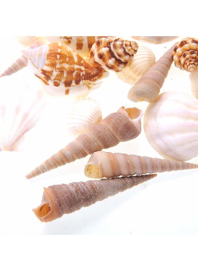 PowerTRC Mixed Beach Sea Shells for Ocean Theme Parties and Weddings Decoration | Vase, Fountain & Fish Tank Filler Various Sizes 1”-2.5” | Approx.100 Sea Shells - Image 5