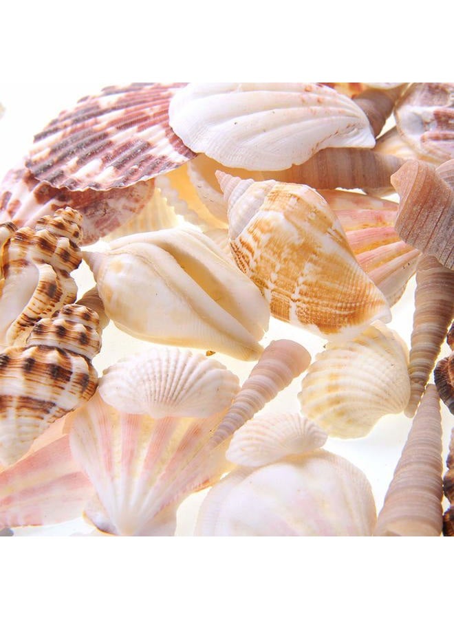 PowerTRC Mixed Beach Sea Shells for Ocean Theme Parties and Weddings Decoration | Vase, Fountain & Fish Tank Filler Various Sizes 1”-2.5” | Approx.100 Sea Shells - Image 2