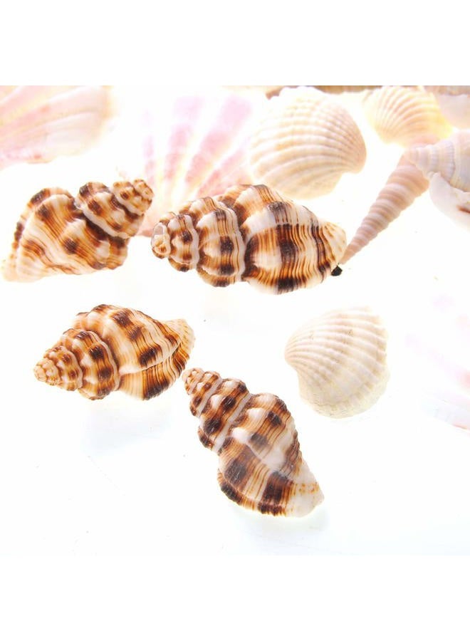 PowerTRC Mixed Beach Sea Shells for Ocean Theme Parties and Weddings Decoration | Vase, Fountain & Fish Tank Filler Various Sizes 1”-2.5” | Approx.100 Sea Shells - Image 4