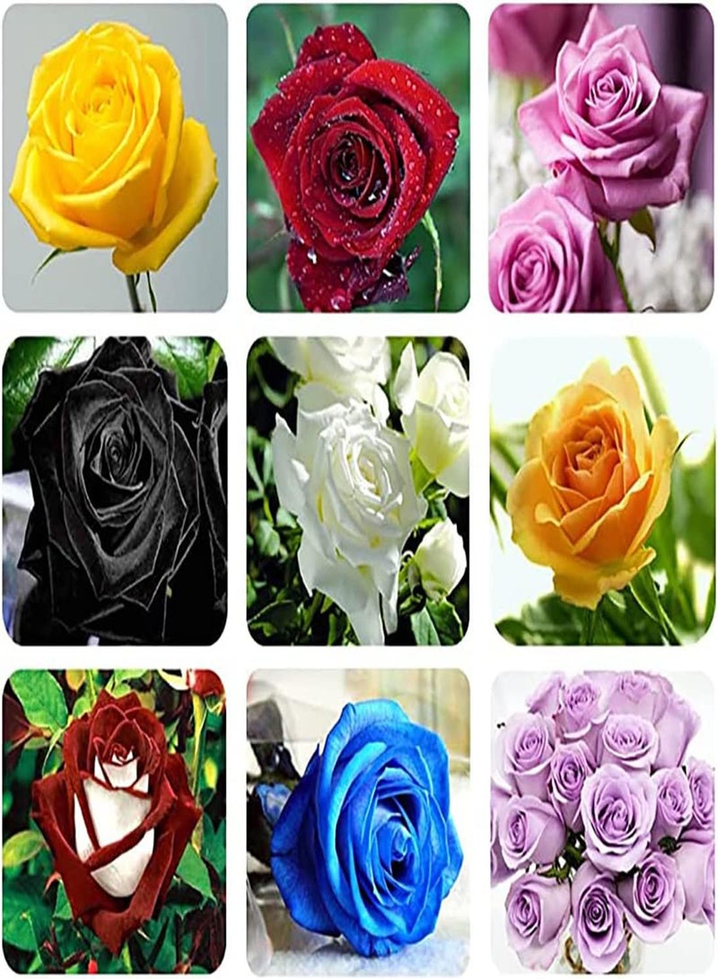 GGOOT 100Stück gemischte Rosensamen schöne aromatische Blumen mehrjährige Blüten erstaunliche aromatische Zierpflanzen schöne Landschaftsdekoration blühend dauerhaft geeignet für Layout Blumenstrauß - Image 2