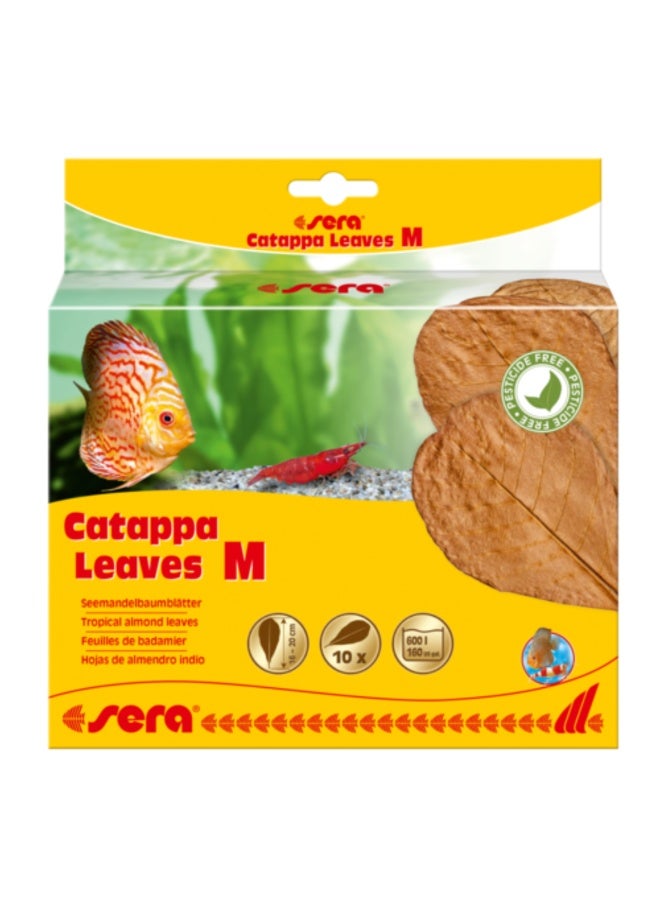 Sera Catappa Leaves (10pcs)[Size - M]