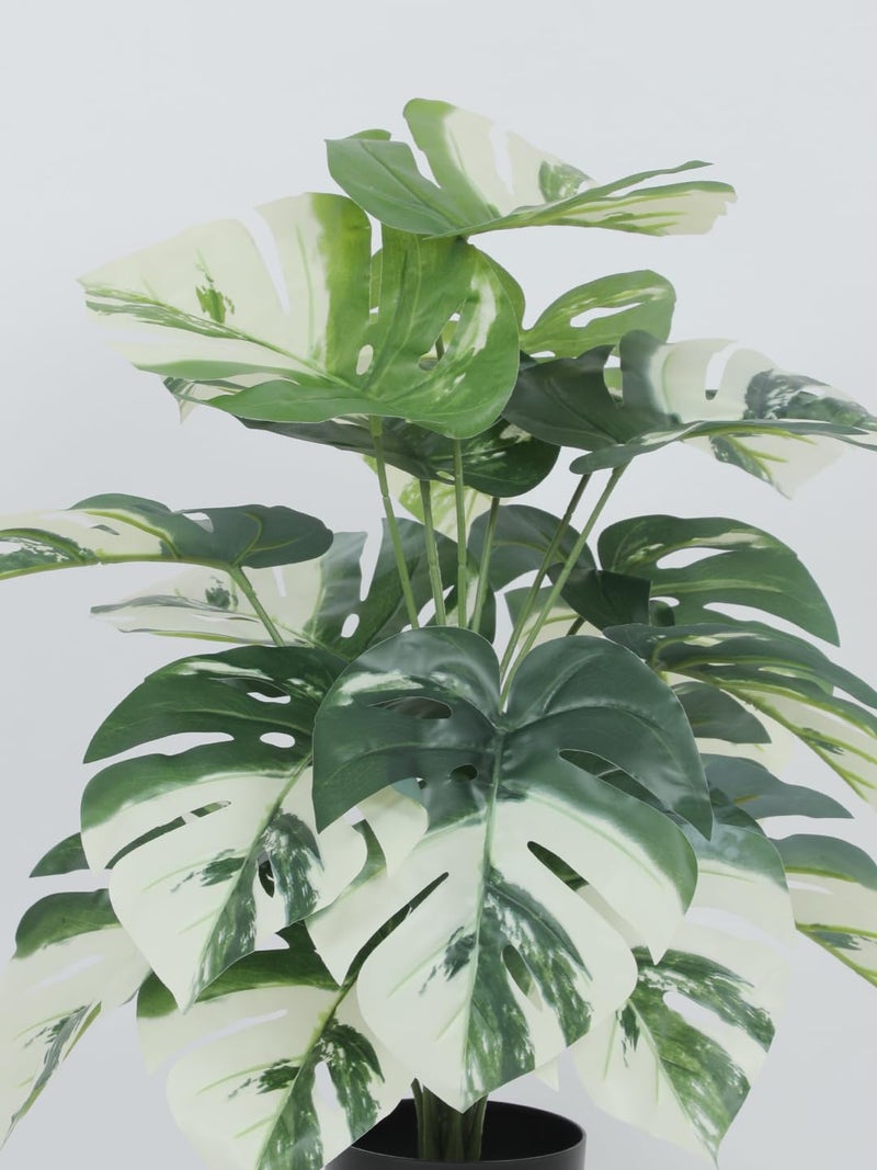 Home Bloom Artificial PVC Dieffenbachia Big Leaves Plants for Indoor Outdoor with Pot MonsteraWhite - Image 3