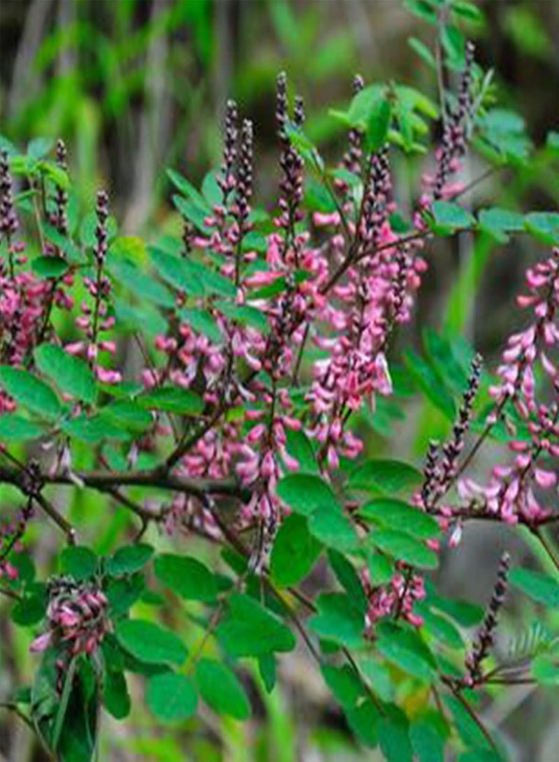 GGOOT 100Pcs Seedlings Pack | Horse Buckthorn Herb Seeds Kit Fast Growing Long Growth Period Plants Seeds for Home Yards Seeds 1size  - Image 3