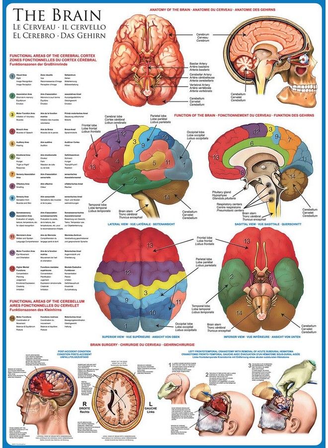 eurographics Human Body (The Brain) 1000 Piece Puzzle - Image 3