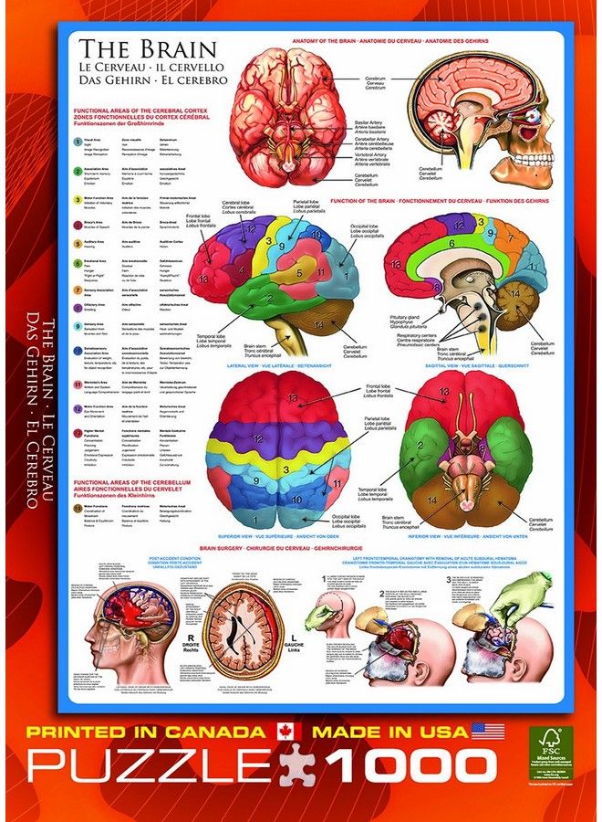 eurographics Human Body (The Brain) 1000 Piece Puzzle - Image 5