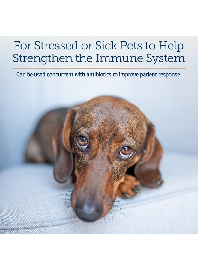ركس فيتامينز فيتامينات Rx Liquid Immuno - مع L-Lysine لصحة القطط والكلاب - مكمل غذائي من فطر الريشي للكلاب ودعم مناعة القطط - فيتامينات للكلاب ومكملات غذائية لصحة عيون الكلاب مع اللوتين - دجاج (2 أونصة) - Image 4