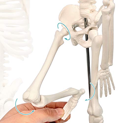 NEW HORIZON Scientific Human Skeleton Model for Anatomy, 17.7“H Human Body Model,with Movable Arms and Legs Bones Structures,Whole Spine and Ribs of The Skeleton Model are Integrated,Suitable for Simple Teaching - Image 4