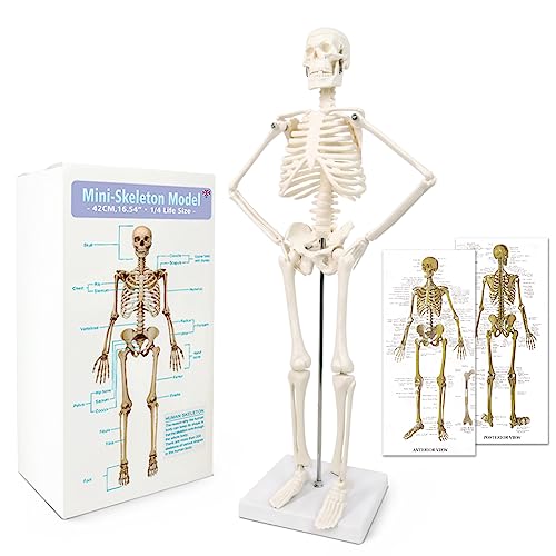 NEW HORIZON Scientific Human Skeleton Model for Anatomy, 17.7“H Human Body Model,with Movable Arms and Legs Bones Structures,Whole Spine and Ribs of The Skeleton Model are Integrated,Suitable for Simple Teaching - Image 1