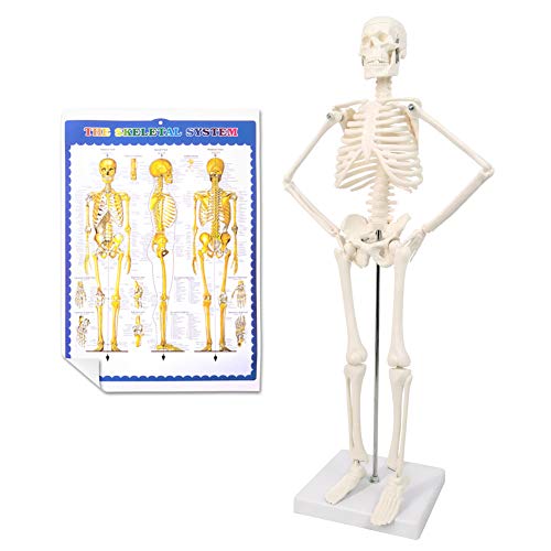 NEW HORIZON Scientific Human Skeleton Model for Anatomy, 17.7“H Human Body Model,with Movable Arms and Legs Bones Structures,Whole Spine and Ribs of The Skeleton Model are Integrated,Suitable for Simple Teaching - Image 2