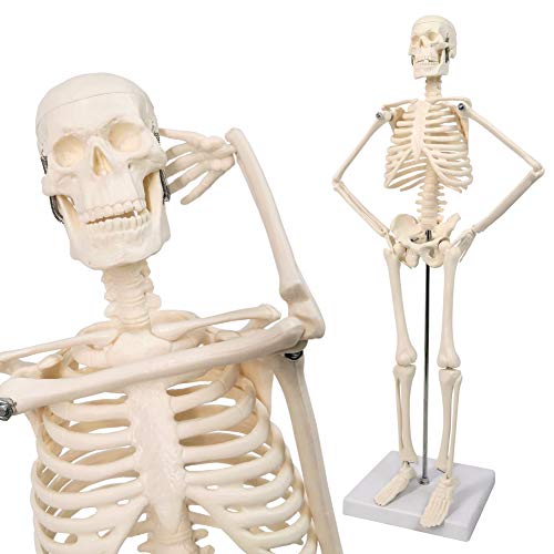 NEW HORIZON Scientific Human Skeleton Model for Anatomy, 17.7“H Human Body Model,with Movable Arms and Legs Bones Structures,Whole Spine and Ribs of The Skeleton Model are Integrated,Suitable for Simple Teaching - Image 3