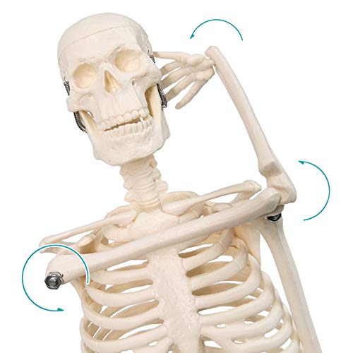 NEW HORIZON Scientific Human Skeleton Model for Anatomy, 17.7“H Human Body Model,with Movable Arms and Legs Bones Structures,Whole Spine and Ribs of The Skeleton Model are Integrated,Suitable for Simple Teaching - Image 5